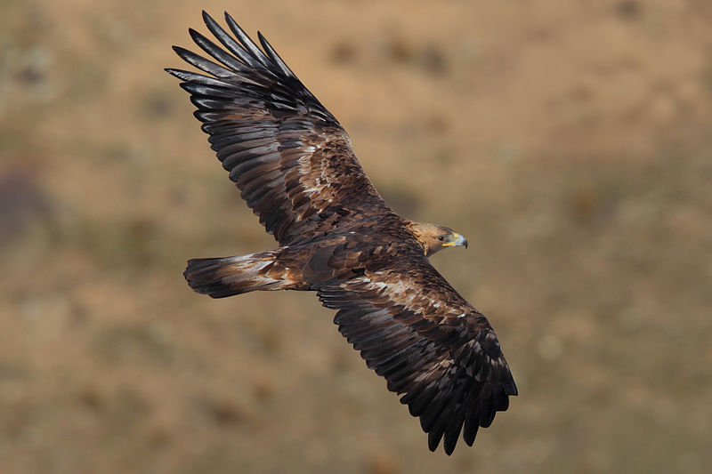 Águila real  (Aquila chrysaetos)