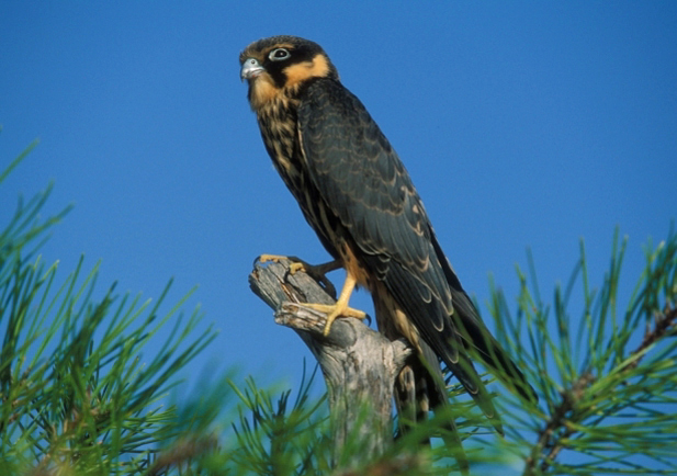 Alcotán europeo (Falco subbuteo)