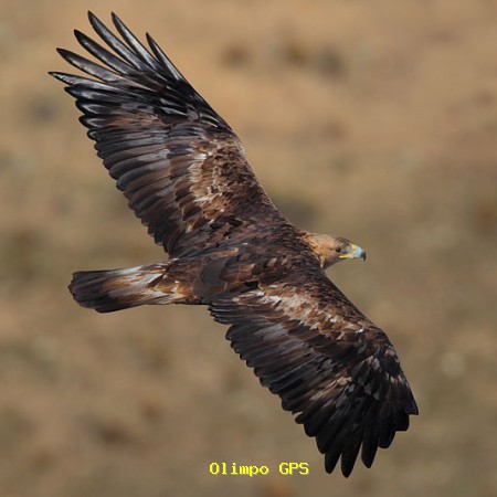 Águila real  (Aquila chrysaetos)