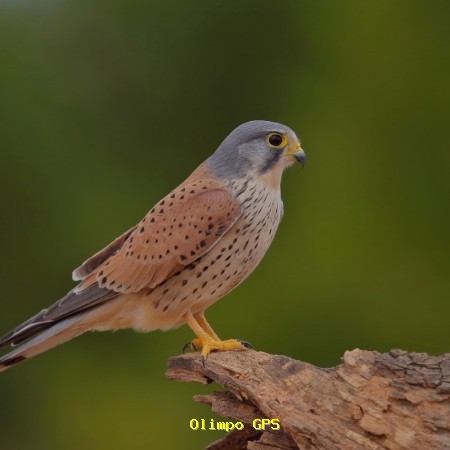 Cernícalo vulgar​ (Falco tinnunculus)