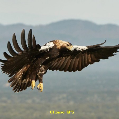 Águila imperial ibérica​ (Aquila adalberti)