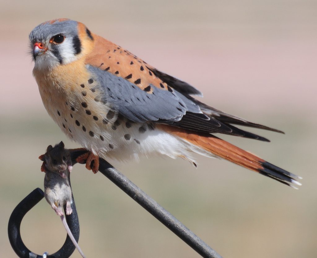 Cernícalo americano (Falco sparverius)