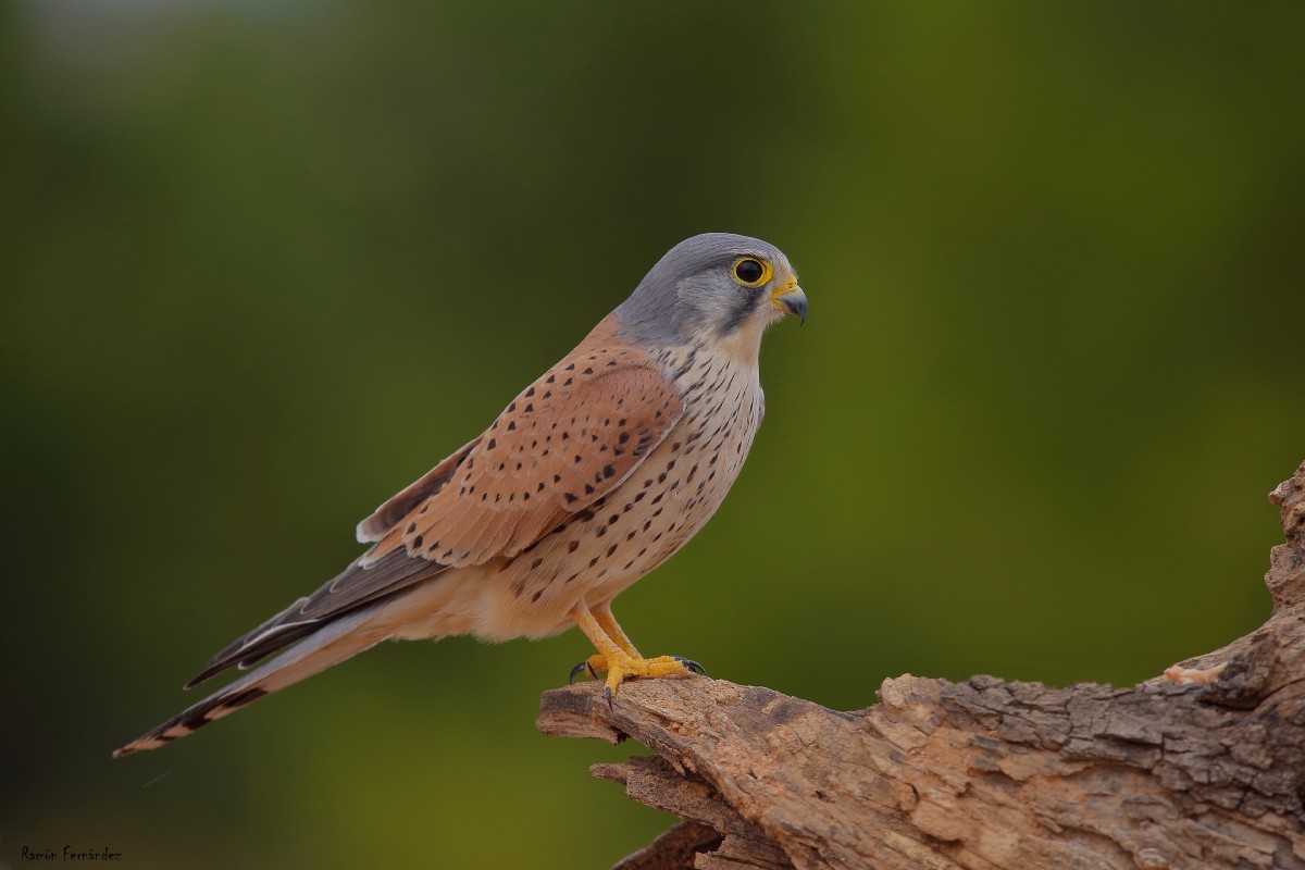 Cernícalo vulgar​ (Falco tinnunculus)