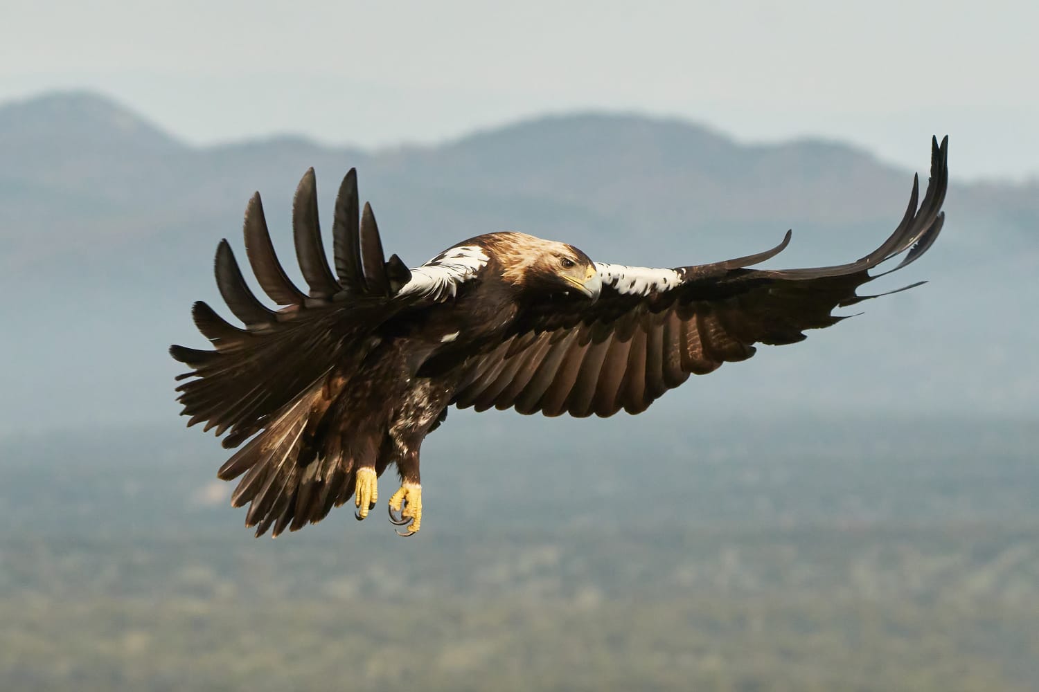 Águila imperial ibérica​ (Aquila adalberti)